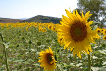 Field of sunflowers blooming in the summer sun.