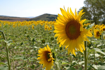 Fototapeta premium Field of sunflowers blooming in the summer sun.
