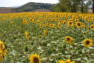 Obraz premium Field of sunflowers blooming in the summer sun.