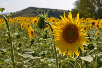 Field of sunflowers blooming in the summer sun.