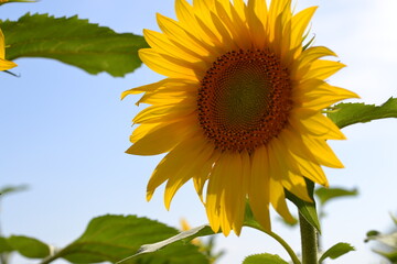 Field of sunflowers blooming in the summer sun.
