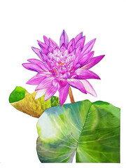 watercolor painting of 'King of Siam' waterlily flower on white background