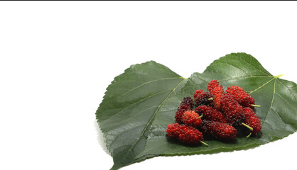 Mulberry fruit - On white background - Food Fruit - for health as a medicinal herb - Raising worms...