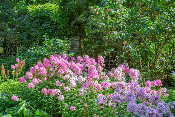 Bright autumn flower bloomed in a botanical garden