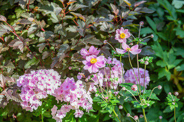 Bright autumn flower bloomed in a botanical garden
