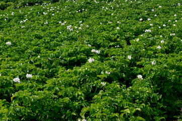 Fototapeta na wymiar The potato field blooms in summer with white flowers.Blossoming of potato fields, potatoes plants with white flowers growing on fields