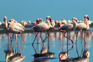 Muurstickers Woonkamer Groepsvogels van roze Afrikaanse flamingo& 39 s die rond de blauwe lagune lopen