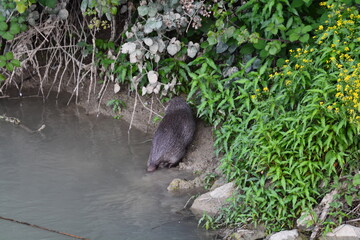 nutria 