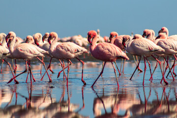 Group birds of pink african flamingos  walking around the blue lagoon