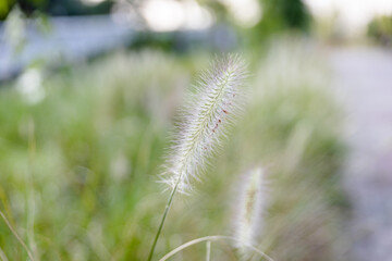 Fototapeta premium 풀꽃