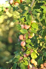 Ripe plums on the tree