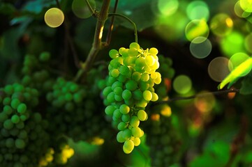 Merlot Grapes on Vine in Vineyard