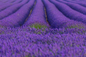 Obraz na płótnie Canvas Lavender (lavandin) fields, Valensole Plateau, Alpes Haute Provence, France, Europe