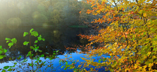 Fototapeta na wymiar Autumn beech trees on the sun and forest lake. Nature background.