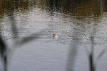 swan on the lake