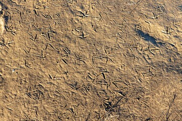 background and texture of dirty soil with prints of bird feet