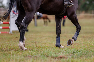 Detail of horse from showjumping competition.