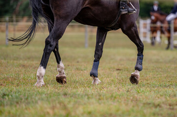 Detail of horse from showjumping competition.