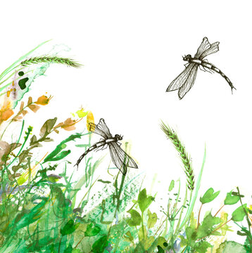 Watercolor illustration. background with floral pattern - grass, wild plants of green color. Watercolor card, , invitation. green watercolor natural. Landscape - blooming field. The dragonfly flies.