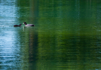 Eurasian Coot (Fulica atra)