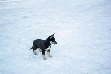 Naklejka premium Puppy of Lapponian Herder standing on the snow, Finland