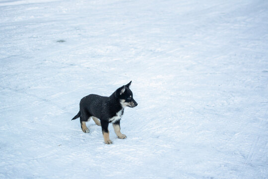 Puppy of Lapponian Herder standing on the snow, Finland