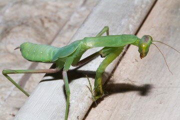 Praying mantis. Green praying mantis in branch. Giant Asian Green Praying Mantis (Hierodula membranacea)