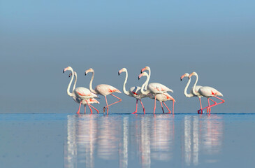 Wild african birds. Group birds of pink african flamingos  walking around the blue lagoon