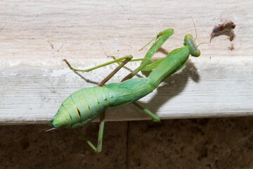 Praying mantis. Green praying mantis in branch. Giant Asian Green Praying Mantis (Hierodula membranacea)