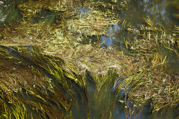 Grünlich-gelbe  Algen, Algenteppich in einem Gewässer, Deutschland