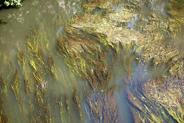 Grünlich-gelbe  Algen, Algenteppich in einem Gewässer, Deutschland