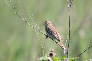 Corn Bunting sitting on a branch. Green background at the back, the background is beautifully blurred.