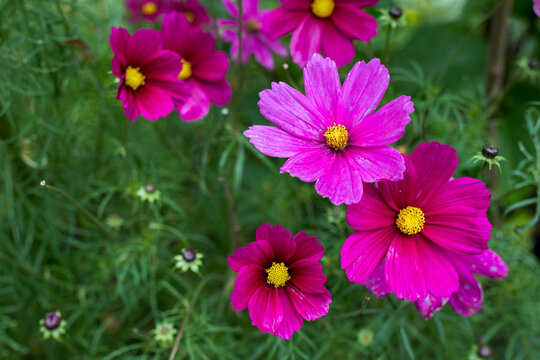 The pink cosmos on a green background in the garden after rain.