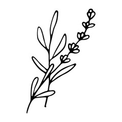 Fototapeta na wymiar Lavender flowers clipart. Hand drawn design element. Botanical vector element for your design. Logo and branding. Outline.