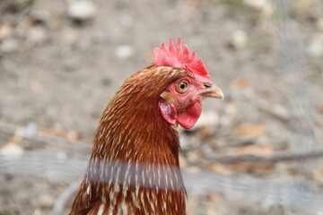 Biohuhn in Freilandhaltung.