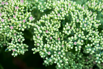 Flower sedum prominent, fine sedum remarkable.