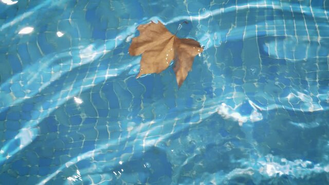 Last day of summer and back to school conceptual photo. A leaf is swimming at the pool as a reminder of coming autumn soon.