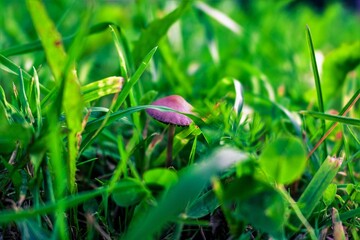 mushroom in grass