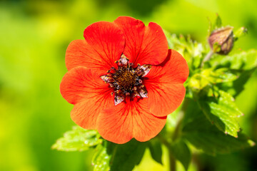 Potentilla 'Gibson's Scarlet' a red summer flower plant commonly known as cinquefoil stock photo image