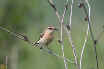 Female Saxicola maura sits on a Bush. It has prey in its beak.The background is blurred. Minimalistic portrait of a bird.