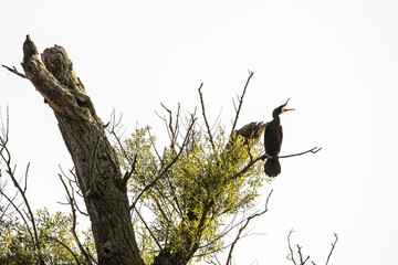 Ein Kormoran schreit auf einem Ast sitzend