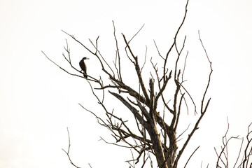 Eiin Kormoran sitzt auf einem toten Baum