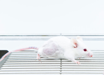 Tumor bearing mouse model for studying anticancer development. Tumor syngeneic mouse model in...