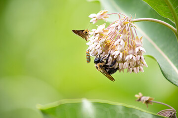 Pollinators on Native Milkweed Blooms