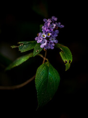 Purple flower brunch with black background artistic picture from Campos Dos Jordão, Brazil florest hike