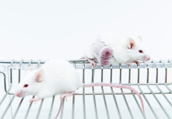 Tumor bearing mouse model for studying anticancer development. Tumor xenograft mouse model in...