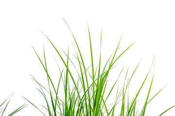 Grass field isolated on white background