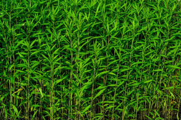 Green leaf texture. Leaf texture background