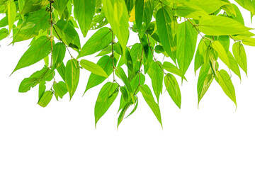 Green leaves isolated on white background