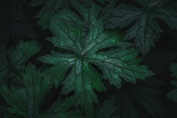 Blätter in der Dämmerung